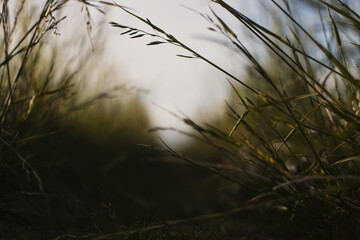 Natural landscape of green grass blades close up in the countryside. Beautiful natural countryside landscape with strong blurry background