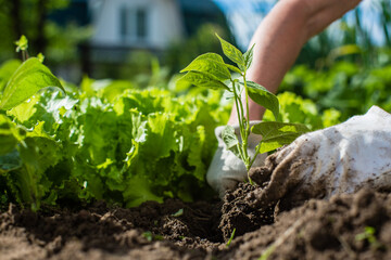 Planting plants on a vegetable bed in the garden. Cultivated land close up. Gardening concept. Agriculture plants growing in bed row