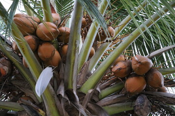 Ripe coconuts at the palm tree on the beach, Cuba