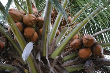 Fototapeten Ripe coconuts at the palm tree on the beach, Cuba © ClaraNila