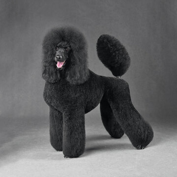 Beautiful black standard poodle