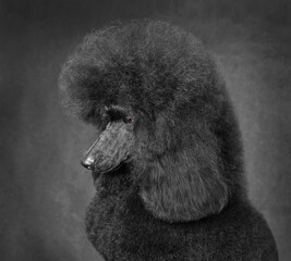 Beautiful black poodle