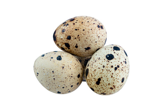 Brown quail egg isolated on white background. Full Depth of field. Focus stacking. PNG