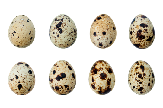 Brown quail egg isolated on white background. Full Depth of field. Focus stacking. PNG