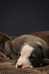  Pit bull puppy, puppy portrait, cute pit bull terrier in studio, merle puppy