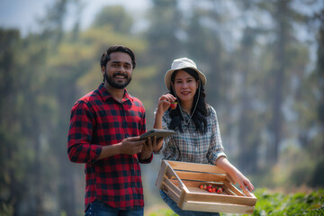 Farmer working with natural organic fruit holding strawberries in farm field and people.