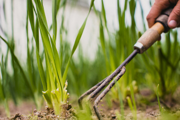 Obraz premium Weeding beds with agricultura plants growing in the garden. Weed and pest control in the garden. Cultivated land close-up