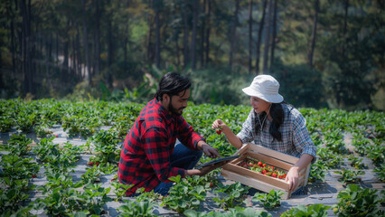 Asian male and female strawberry farmers use digital tablets to monitor the quality of freshly ripe strawberries in their extensive orchard.