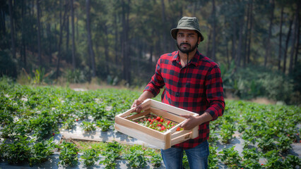 Asian farmers happily working in strawberry fields An elderly male farm owner prepares to pick ripe organic strawberries. Agricultural products industry and small business concept