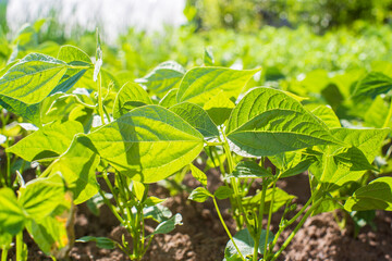 Bean crops planted in soil get ripe under sun. Cultivated land close up with sprout. Agriculture plant growing in bed row. Green natural food crop