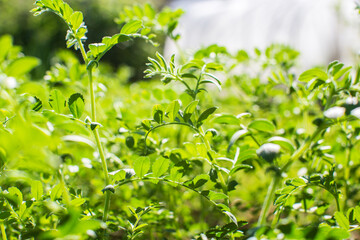 Obraz premium Chickpea crops planted in soil get ripe under sun. Cultivated land close up with sprout. Agriculture plant growing in bed row. Green natural food crop