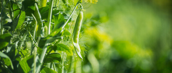 Pea crops planted in soil get ripe under sun. Cultivated land close up with sprout. Agriculture...
