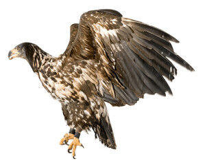 Young Black-chested Buzzard-eagle - Geranoaetus melanoleucus