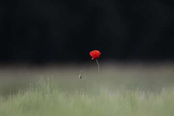 red poppy field on a dark background