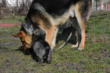 A German shepherd dog plays with a gray puppy on green grass. A shepherd dog in an iron collar