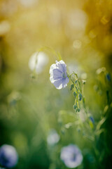 Letnie łąki z kwitnącymi polnymi kwiatami. Niebieskie kwiaty lnu. Kwietna łąka. Dekoracje z...