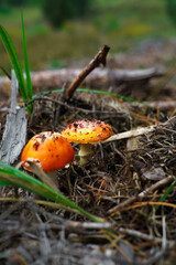 Mushroom background with copu space in the forest background.