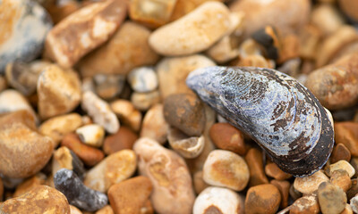 close up of oyster shell on pebbles on the beach shore