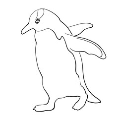 Linear drawing of a penguin. High quality illustration