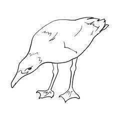 Linear freehand drawing image of a seagull. High quality illustration