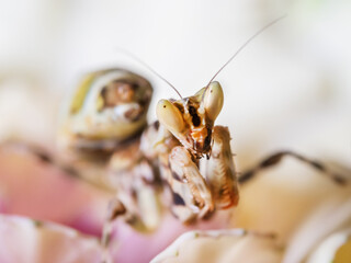Macro photo of tiny mantis sitting on petals of orchid flower. Small insect on flowering plant.