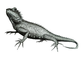 Lizard, ink, pencil, paper