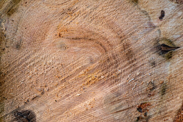 tło drewniane naturalne ze ściętego pnia drzewa - obrazy, fototapety, plakaty