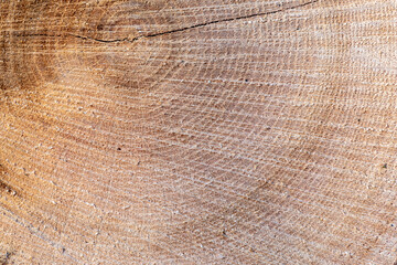 tło drewniane naturalne ze ściętego pnia drzewa - obrazy, fototapety, plakaty