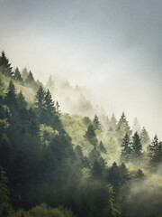 Dark old pine green and fresh new spring green in a foggy forest view - obrazy, fototapety, plakaty