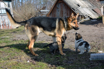 A German shepherd dog plays with two puppies on the grass in the countryside