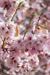 Flor almendro sakura 