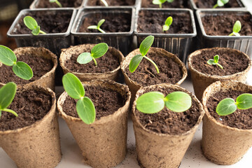 Growing vegetables on the windowsill in the house, young tomatoes and cucumbers in pots on the window. Healthy seedlings, hobby gardening