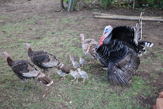 Large turkey family on a organic farm, Cuba