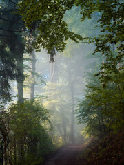 Along a forest path in fog and sun