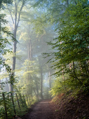 Along a misty forest path with sunlight