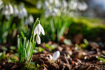 Single Snowdrop