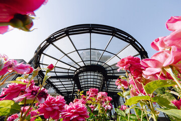 Glass arch everywhere roses on the background of the sky in the rosarium.