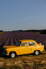 Yellow retro car in a lavender field in the morning with fog and sun.