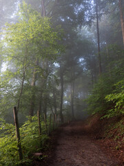 Along a misty path - 572440124