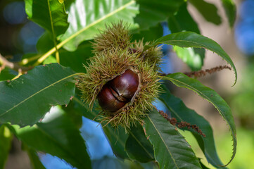 Castanea sativa ripening fruits in spiny cupules, edible hidden seed nuts hanging on tree branches,...