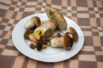 Boletus edulis and Imleia badia mushrooms forest harvest spread on white plate in daylight