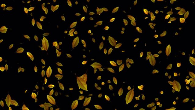 Autumn Leaves falling animation in 4K Ultra HD, Loop animation with transparent background