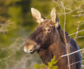 Fototapeta premium Elk or Moose (Alces alces) bull closeup without antlers in winter.