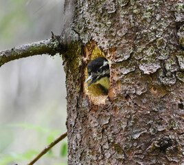 Eurasian three-toed woodpecker (Picoides tridactylus) chick peeking from the nest in summer.
