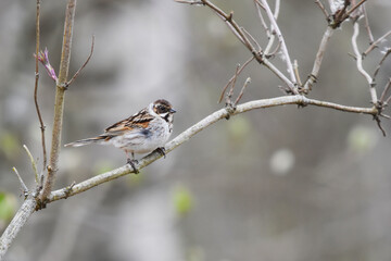 Obraz premium Common reed bunting (emberiza schoeniclus) perched on a branch in spring.