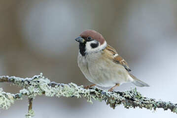 Eurasian tree sparrow (Passer montanus) sitting on a branch in winter.	
