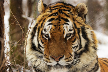 Siberian tiger (Panthera tigris tigris) portrait of the head