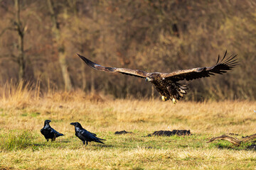 White-tailed eagle (Haliaeetus albicilla) flying low over the ground