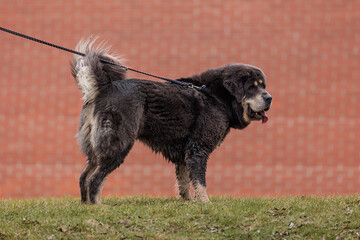 The Tibetan Mastiff she's on a leash