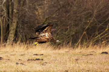 White-tailed eagle (Haliaeetus albicilla) upon departure